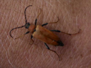 insect3.jpg (33019 bytes)